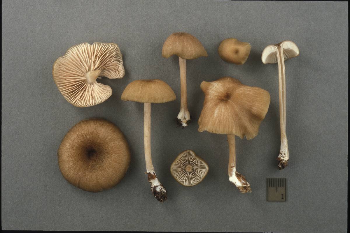Leptonia fragrans image