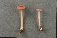 Entoloma roseum image