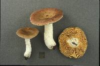 Russula cuprea image