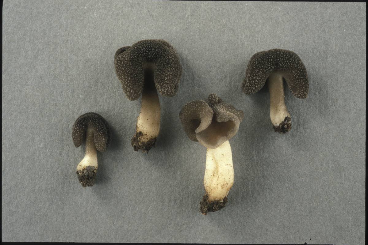 Helvella minor image