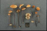 Marasmius pulcherripes image