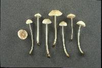 Entoloma sericellum image