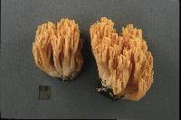 Ramaria formosa image