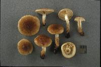 Pholiota mixta image