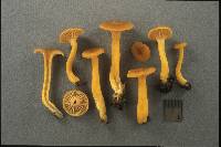 Cantharellus ignicolor image