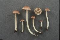 Entoloma queletii image