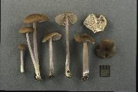 Entoloma griseocyaneum image