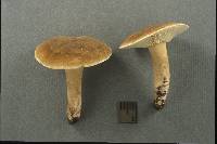 Lactarius fumosoides image