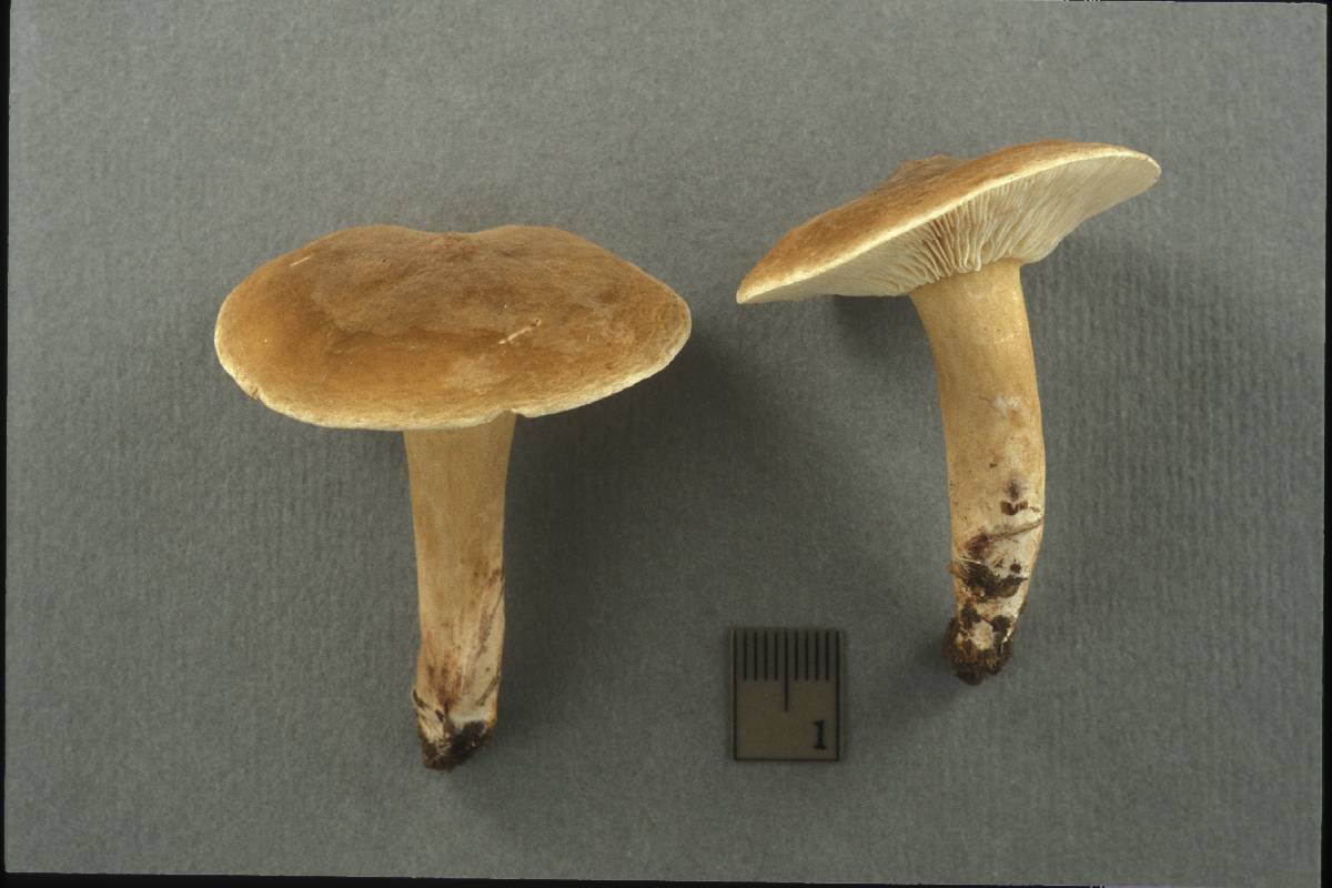 Lactarius fumosoides image