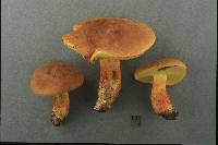 Boletus sensibilior image