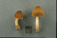 Pluteus flavofuligineus image