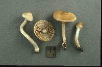 Inocybe sindonia image