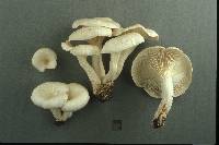 Pleurotus pulmonarius image