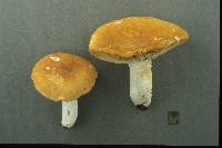 Russula ochroleucoides image