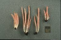 Clavaria rosea image