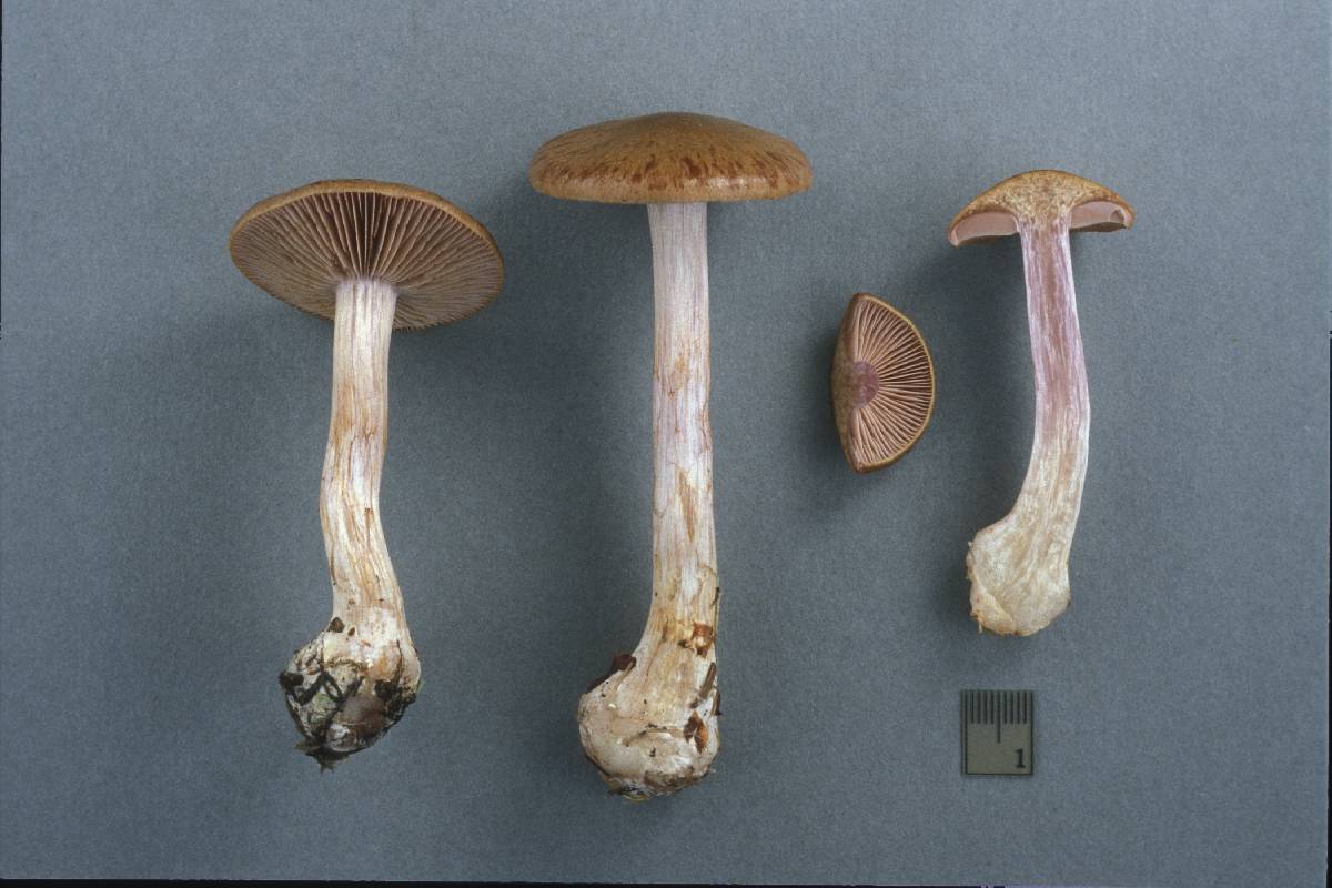 Cortinarius sphagnophilus image
