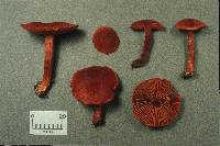 Cortinarius sanguineus image