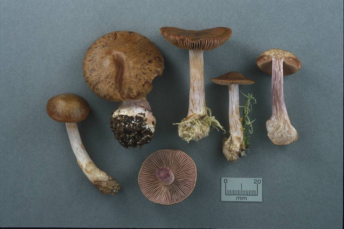 Cortinarius sphagnophilus image