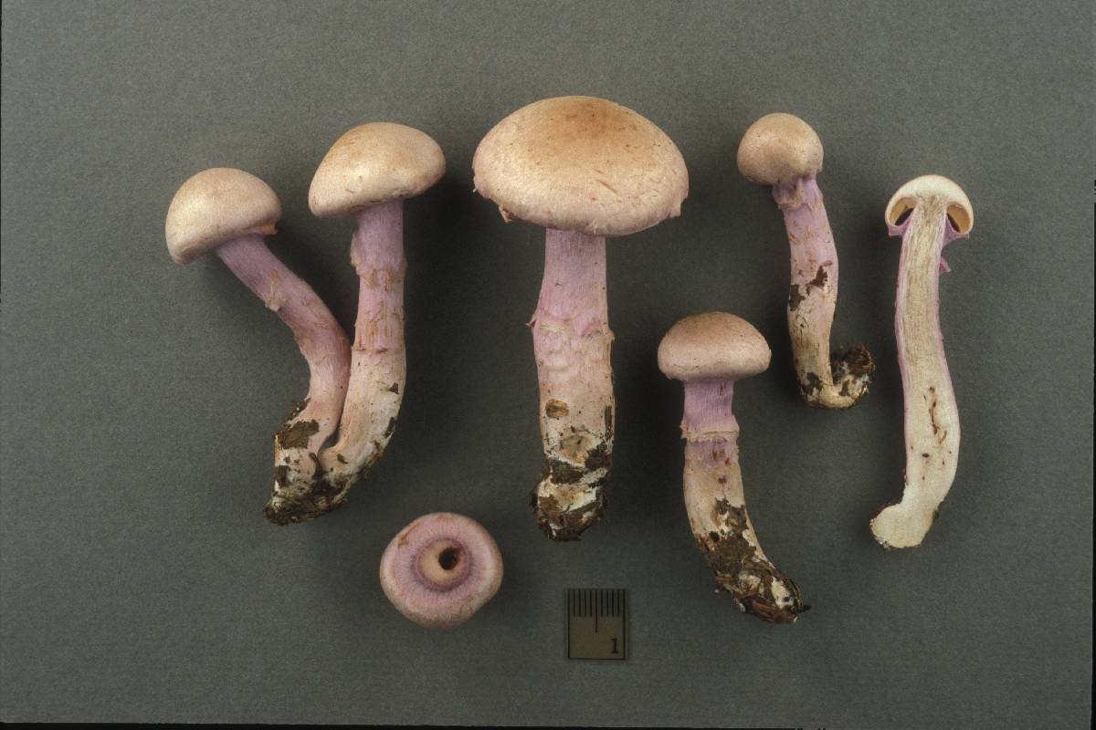 Cortinarius venustus image