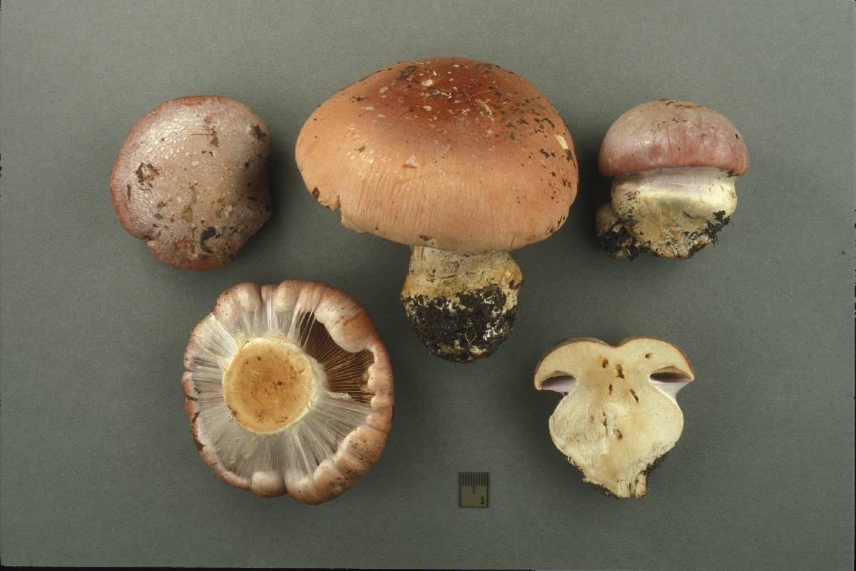 Cortinarius pseudopraestans image