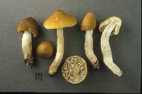 Tricholoma fumosoluteum image