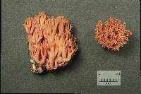 Ramaria subbotrytis image