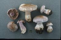 Cortinarius quarciticus image