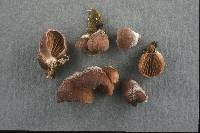 Panellus violaceofulvus image