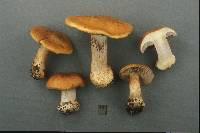 Cortinarius glaucopoides image