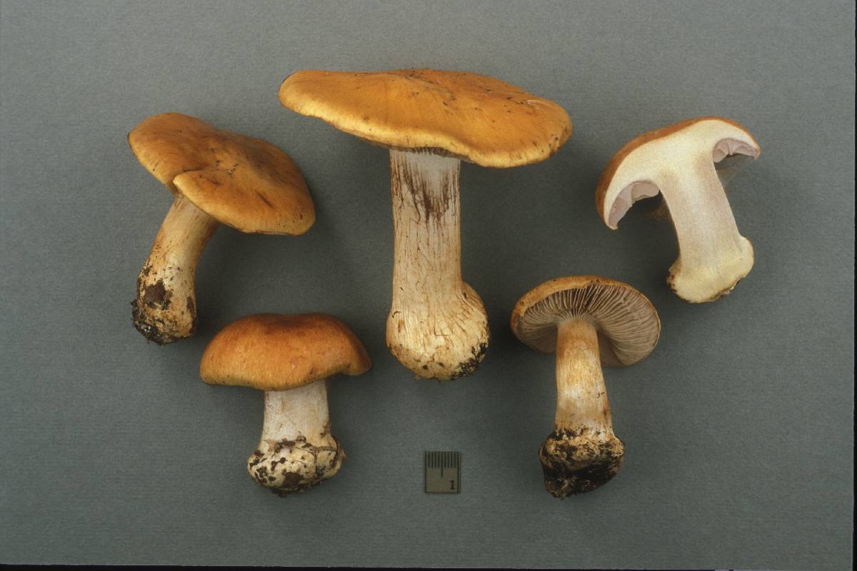 Cortinarius glaucopoides image