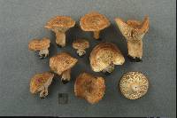 Lactarius proximellus image