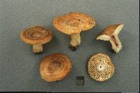 Lactarius proximellus image