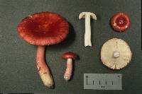 Russula peckii image