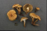 Pholiota lucifera image