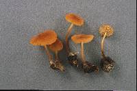 Marasmius sullivantii image