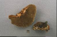 Phellinus robiniae image