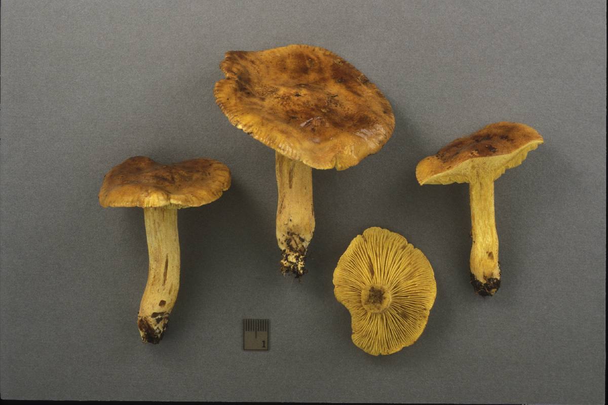 Tricholoma citrinofulvum image