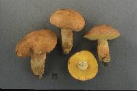 Boletus auripes image