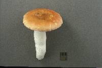 Russula luteispora image