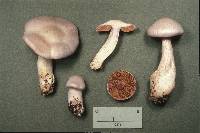 Cortinarius alboviolaceus image