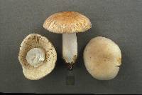 Russula crustosa image