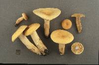 Lactarius volemus image