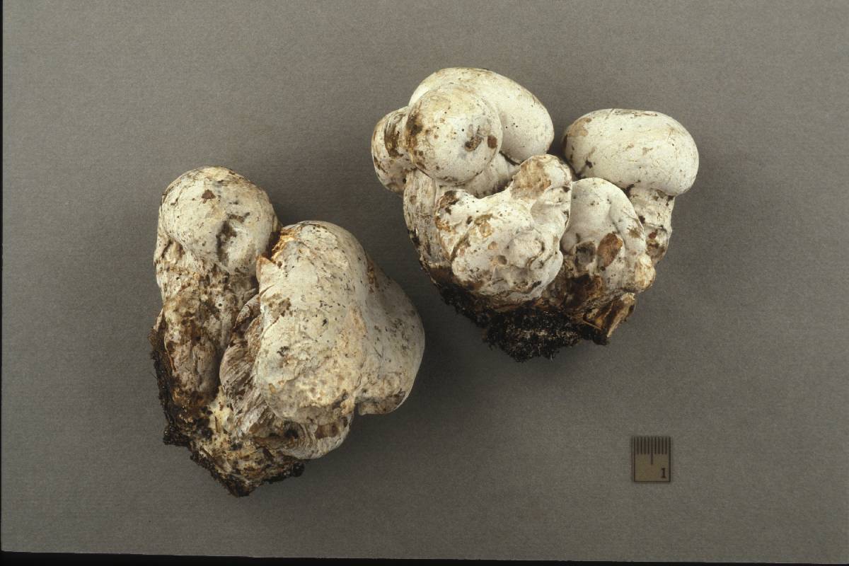 Hypomyces melanocarpus image