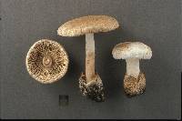 Amanita volvata image