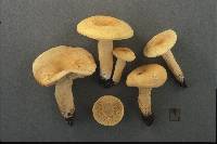 Lactarius volemus image