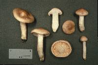 Hygrophorus pudorinus image