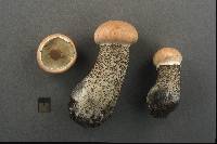 Leccinum versipelle image