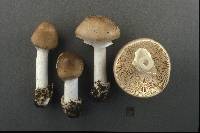 Amanita spreta image