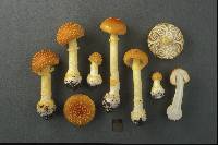 Amanita frostiana image