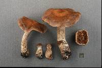 Cortinarius bulbosus image